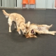 Adventure Paws Training
