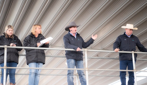 Baileys Property & Livestock - Singleton, NSW
