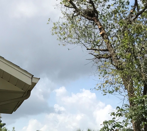 Tree Care - Brooksville, FL. Branches Trimmed Away from Roof Line