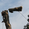 Pitts tree service gallery