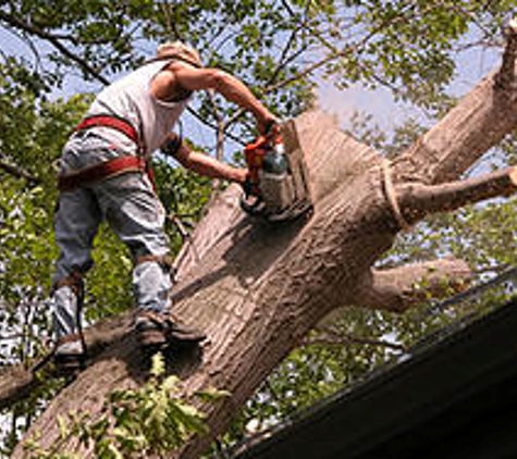 Rudy's Landscaping & Tree Service - Lake Elsinore, CA