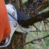 Affordable Arborist Tree Care, Inc gallery