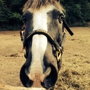 Hart Farms Equestrian Center - CLOSED