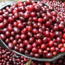 Panther Coffee - Coffee & Tea