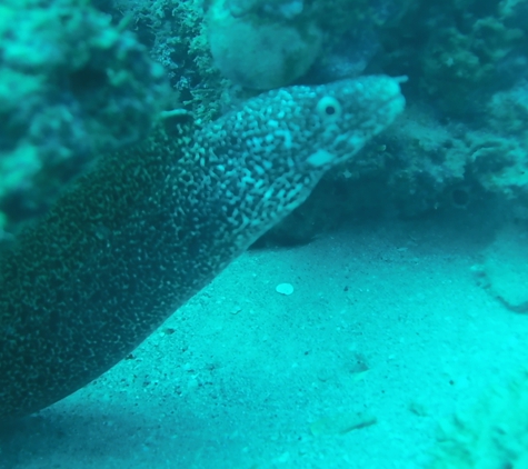 Gaspar's Dive N Board - Englewood, FL