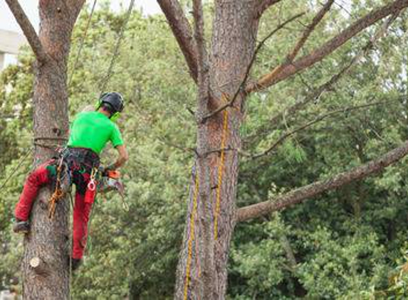 Chuckwood Tree Service - Nashville, TN