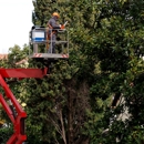 Tree Services of Macon - Tree Service