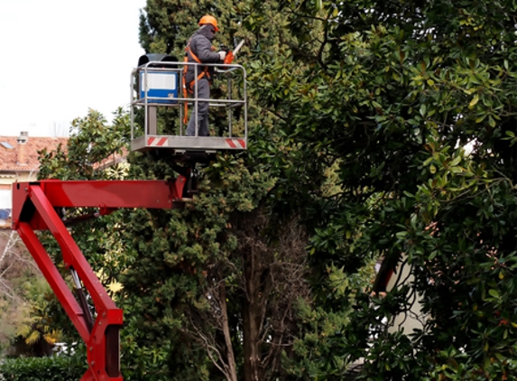 Tree Services of Macon - Macon, GA