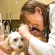 Haarstad Veterinary Dermatology