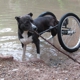 Dwanecart, Dog Wheelchairs