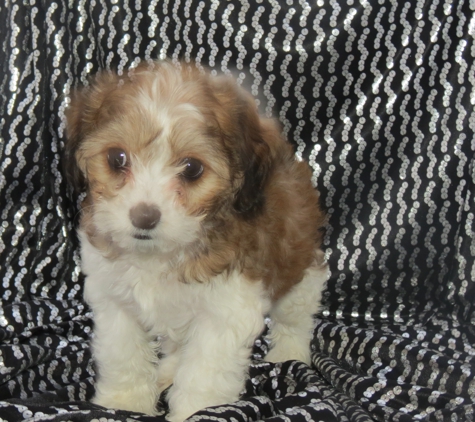 Cavachons from The Monarchy - Holland, MA