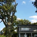 AMERICAN TREE EXPERTS & LANDSCAPING - Landscaping & Lawn Services