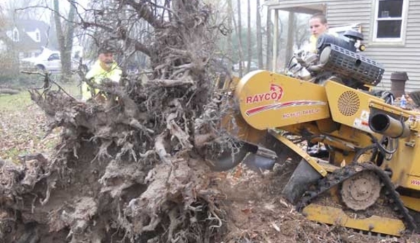 Frank's Tree Service and Stump Grinding - Doylestown, PA