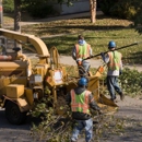 Best Tree Care - Arborists