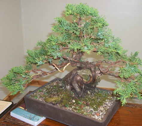 Ron Anderson Bonsai - santa cruz, CA