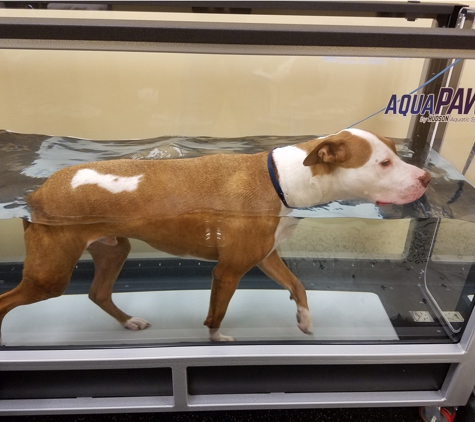 Ross Animal Hospital & Rehabilitation Center P.C. - Covington, GA. Hydrotherapy to help joint function