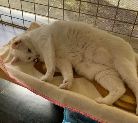 Happy Cats Cattery - Carabooda, WA
