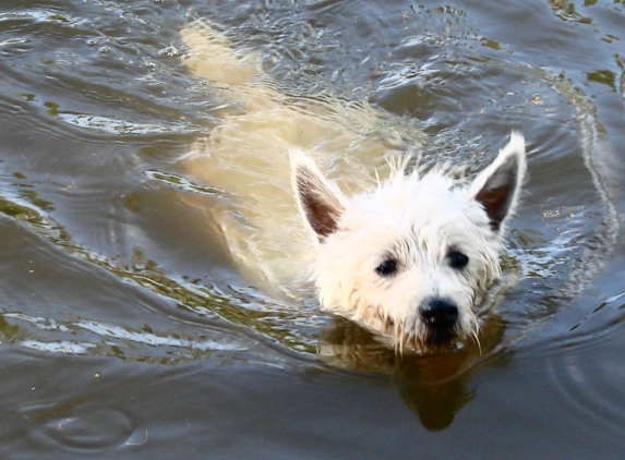 Ryan's Training Center K9 Boot Camp - Slidell, LA