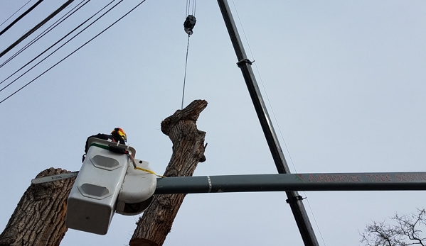 Arbortec Tree Service - Broomfield, CO. Big wood coming down- shuttled to grapple with Dingo