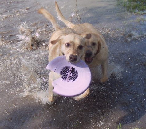 Dog Kidz Country Daycare & Boarding - Vero Beach, FL