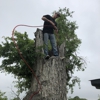 Texas Tree Transformations LLC gallery