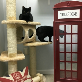 MeowLux Cat Hotel - Fort Lauderdale, FL. Cat Boarding Cat suite