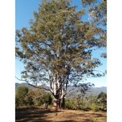 Gallery Image Number 6