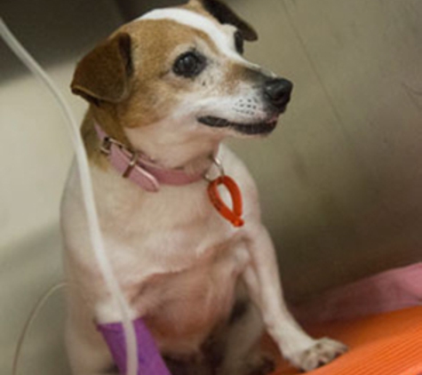 Warners Bay Vet - Warners Bay, NSW