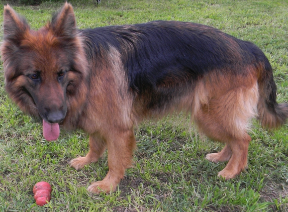 Miles Helmuth, German Shepherd - Fort Worth, TX