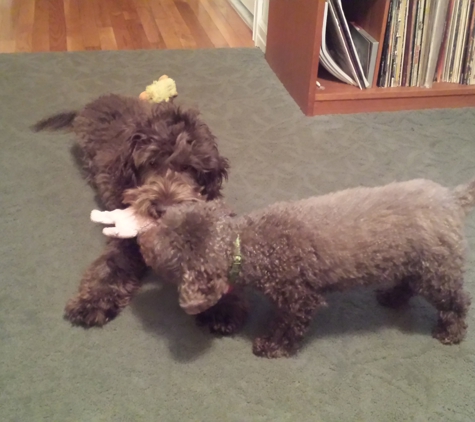All Paws Pet Sitting - Bay Shore, NY. Clients Cooper the pup and little Riley the poodle