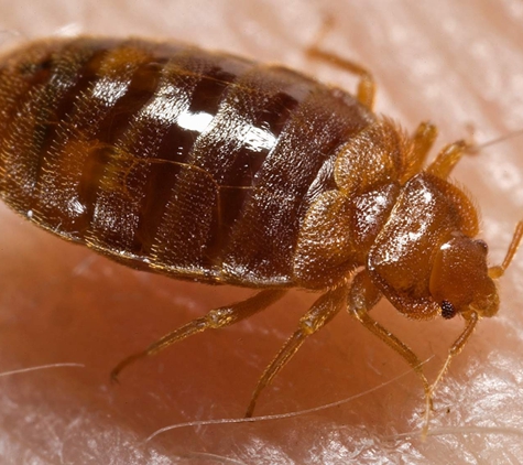 Accurate Termite and Pest Control - Niles, MI