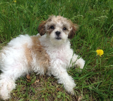 Animal Empire Vet Clinic - Maspeth, NY. My adorable puppy Tuby relaxing ��������❤️