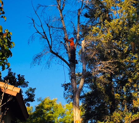 Trees'N  Things - Chatsworth, CA