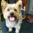 NANCY`S PROFESSIONAL DOG GROOMING