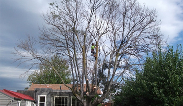 Redback Tree Services