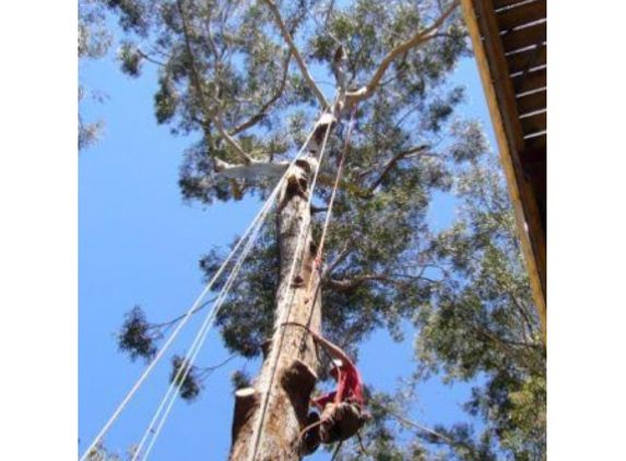 Bob and Ben the Tree Men - Kirrawee, NSW