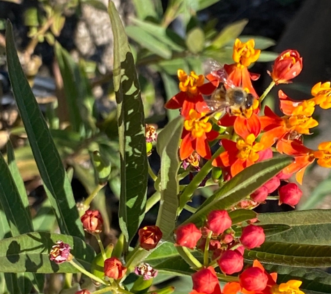 Green Things - Tucson, AZ