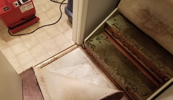 Roto-Rooter Plumbing & Water Cleanup - Lynnwood, WA. Torn up carpets in Den to dry