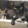 Ernestos Mobile Pet Grooming gallery