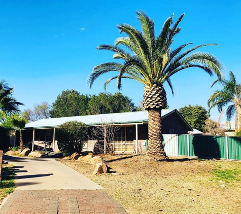 Arbortec Tree Service - Dubbo, NSW. Palm Tree Tidy Up - After