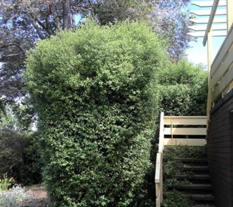 M & J Tree Surgeons. Hedge Before