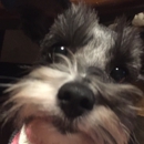 Maximilian Schnauzers - Physicians & Surgeons, Ophthalmology
