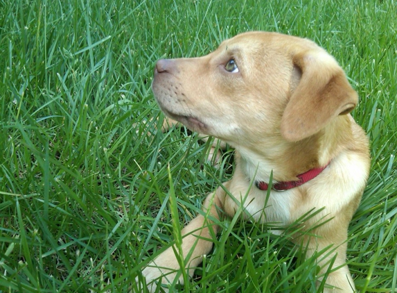 Starr Pet Resort - Windsor, CA. Loved being at Starr Kennel!