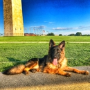 Gunbil German Shepherds - Pet Breeders