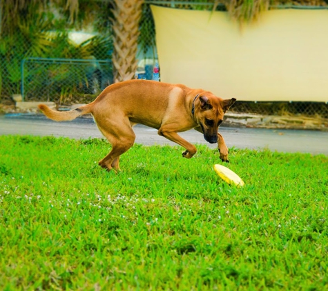 Doggies Gone Wild - Miami Gardens, FL