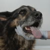 Field & Home Mobile Veterinary Care gallery