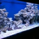 Salty Reef Aquatics