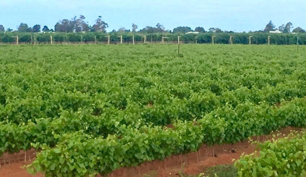 Merbein Vine Nursery - Birdwoodton, VIC