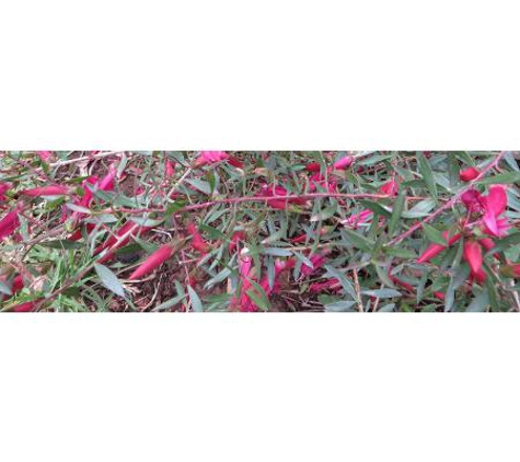 McKindlays Riverine Nursery - Moama, NSW