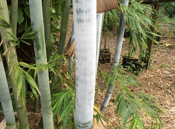 Healing Garden & Bamboo - Spring Hill, FL. Blue clumping bamboo.